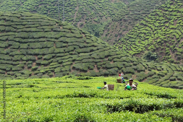 Obraz Tea Plantation