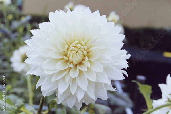 Fototapeta Wolverine CAMERA