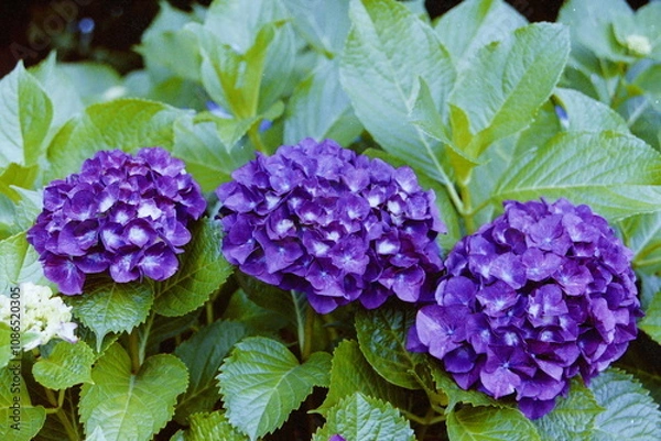 Fototapeta Wolverine CAMERA