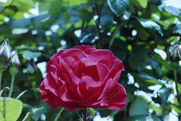 Fototapeta Wolverine CAMERA