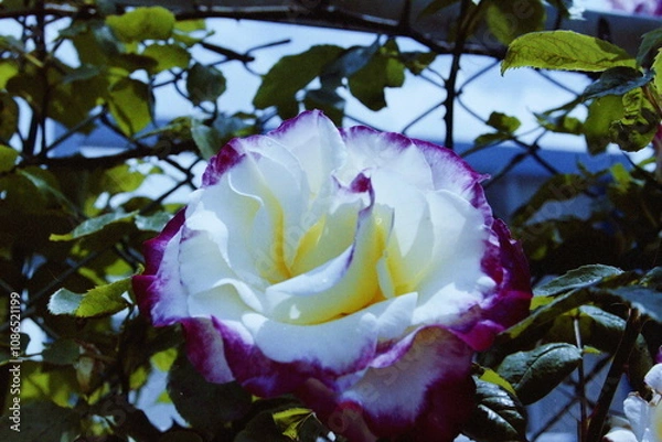 Fototapeta Wolverine CAMERA