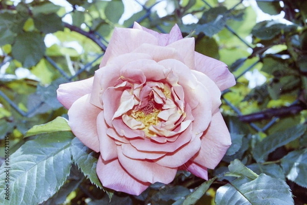 Fototapeta Wolverine CAMERA