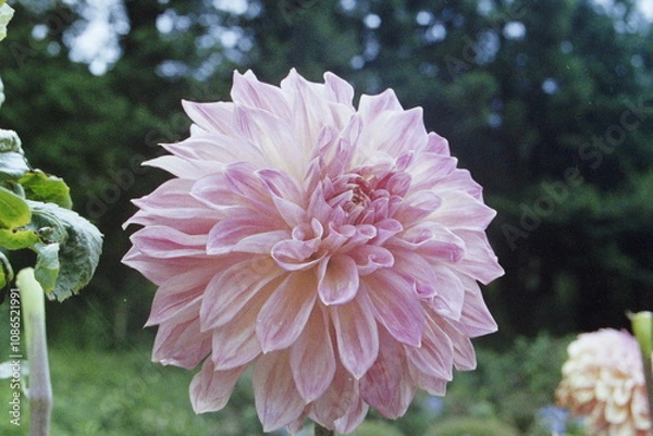 Fototapeta Wolverine CAMERA