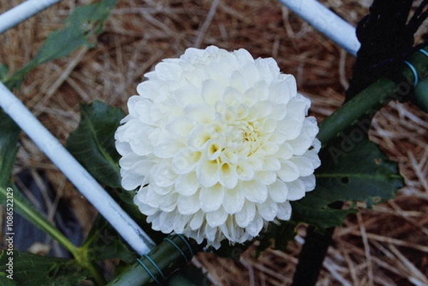 Fototapeta Wolverine CAMERA