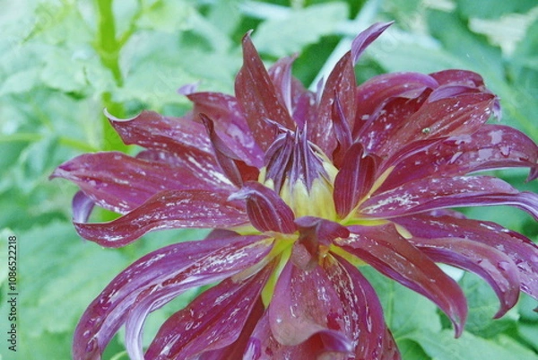 Fototapeta Wolverine CAMERA