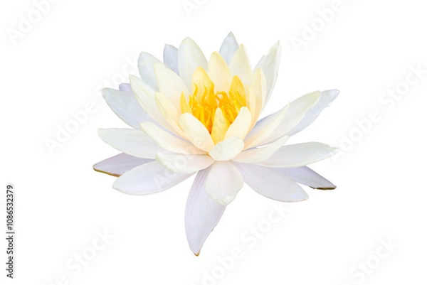 Fototapeta Beautiful white lotus or water lily flower with yellow pollen  blooming isolated on white background included clipping path.