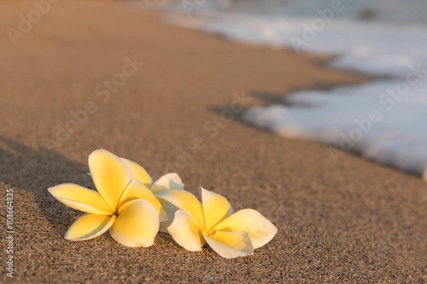 Fototapeta Plumeria flowers on the shore with foam wave