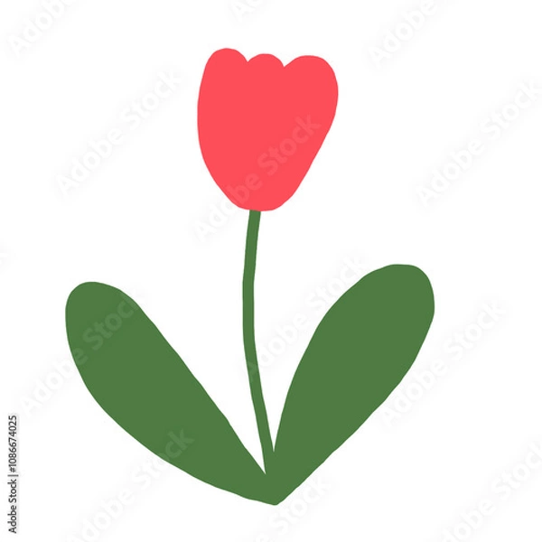 Fototapeta red tulip