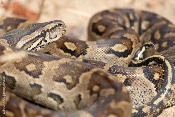 Fototapeta African Rock Python (Python sebae) Coiled Close-Up in Natural Habitat