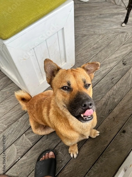 Obraz Bali dog brown colour