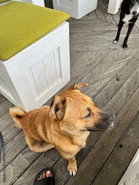 Obraz Bali dog brown colour