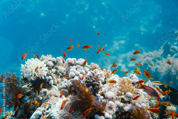 Fototapeta Colorful fishes on a beautiful coral reef with many fish in the warm tropical water of the Red Sea in Hurghada, Egypt, seen while scuba diving	
