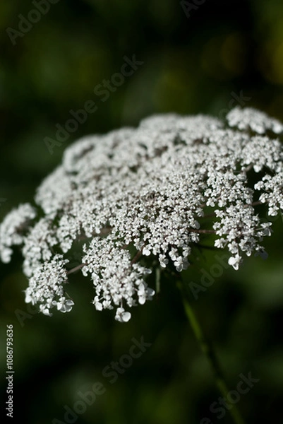 Obraz close up flowers in a forest