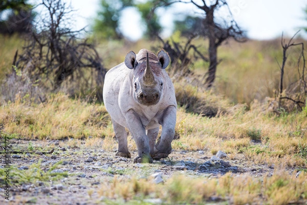 Obraz Black Rhino walking