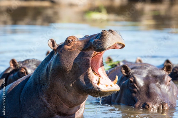 Obraz Hippo showing teeth