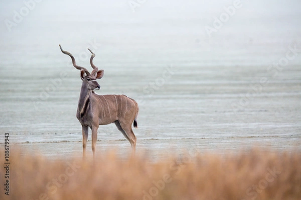 Obraz Kudu Etosha pan