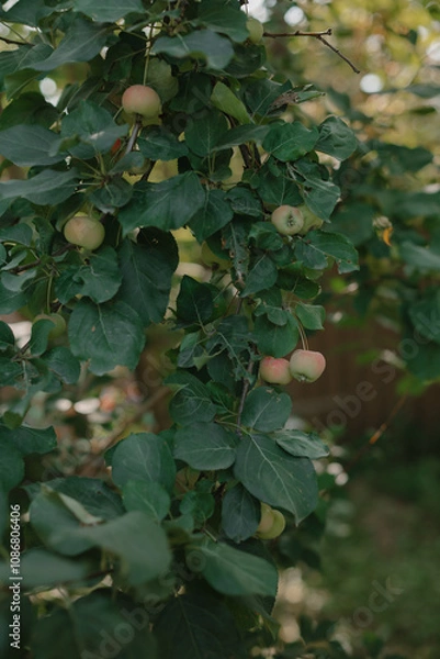 Obraz природа