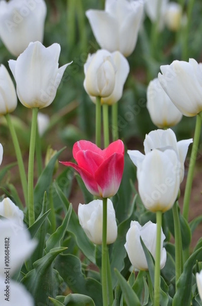 Obraz チューリップ