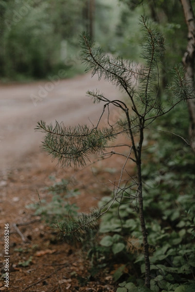 Obraz природа