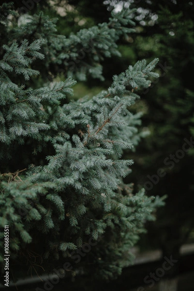 Obraz природа