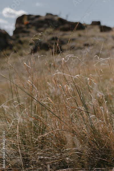 Obraz природа