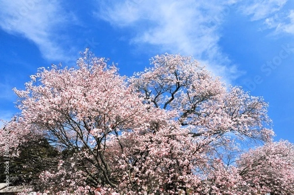 Fototapeta 狩宿の下馬桜