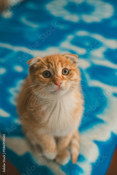 Obraz cat in the pool