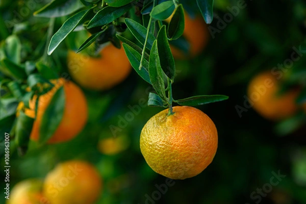Fototapeta Vibrant orange fruit hanging from lush green branches in a sunny orchard during harvest season