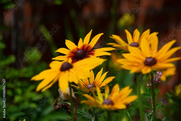Fototapeta Yellow rudbeckias in a flowerbed on a blurred dark background in the garden in summer
