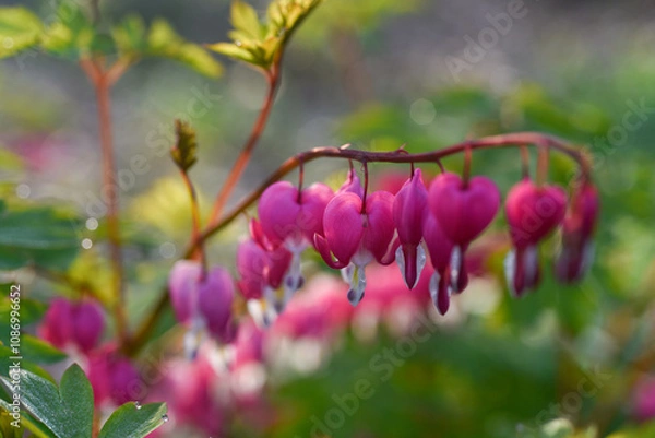 Obraz Coeur de marie