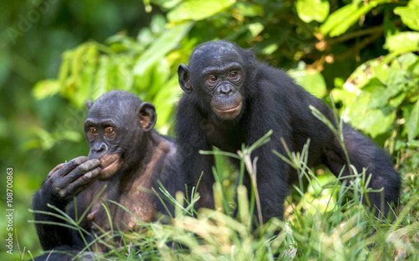Obraz Bonobo w naturalnym środowisku. Zielone tło naturalne. Bonobo (Pan paniscus), wcześniej nazywany szympansem karłowatym.