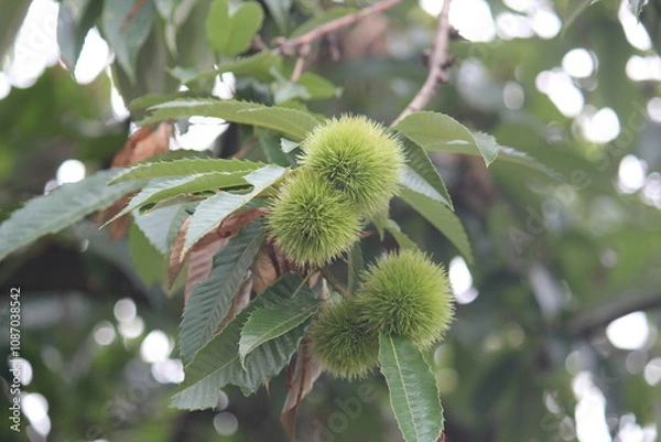 Fototapeta Image of blooming chestnut trees on the Daecheongcheon Stream trail