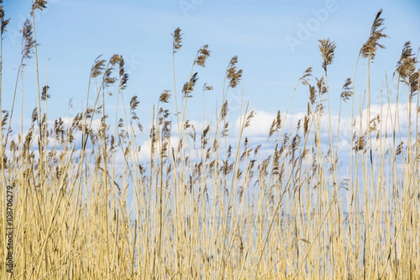 Fototapeta reed