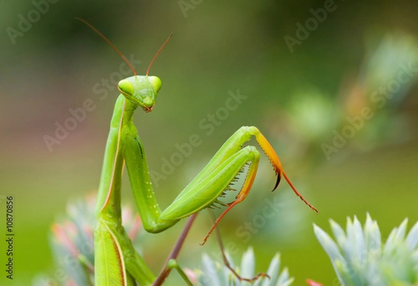 Fototapeta Praying mantis closeup
