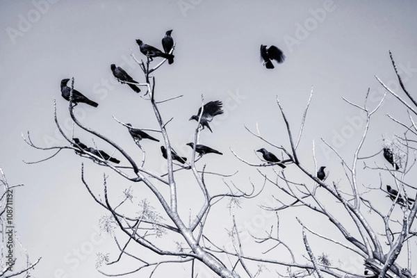 Fototapeta Black Crow on bare branches