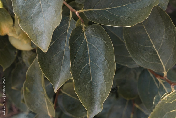 Obraz A detailed close-up of green persimmon tree (Diospyros kaki) leaves, showcasing their smooth texture, vein patterns, and natural elegance