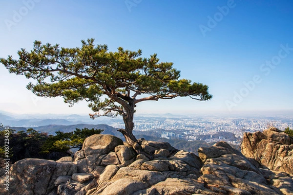 Obraz 관악산 소나무