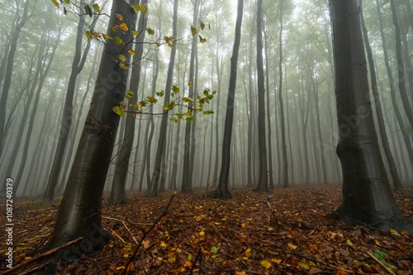 Fototapeta Autumn foggy mountain beech forest with wet tree trunks and crowns Velka Javorina, White Carpathians mountains, Czech Republic