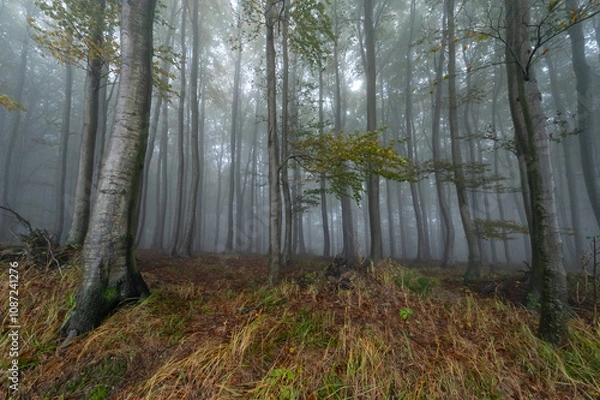 Obraz Autumn foggy mountain beech forest with wet tree trunks and crowns Velka Javorina, White Carpathians mountains, Czech Republic
