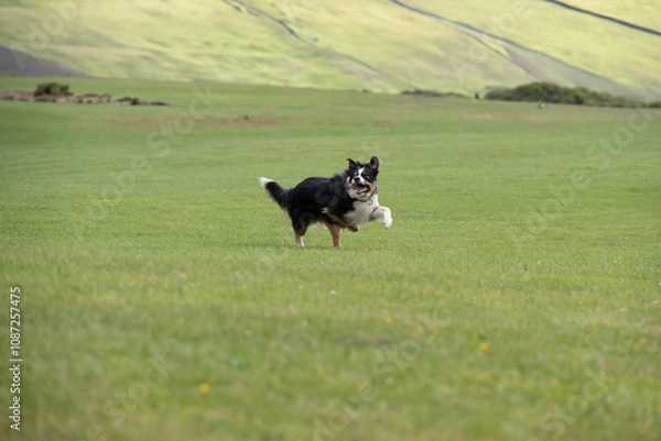 Fototapeta Tri coloured border collie sheepdog running across a field