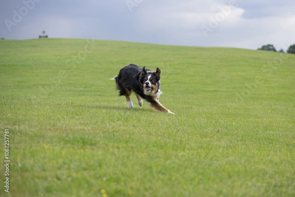 Fototapeta Tri coloured border collie running on a field