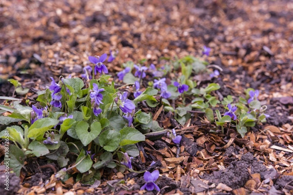 Obraz violet purple growing between bark mulch