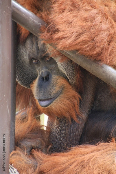 Fototapeta オランウータン（とべ動物園）