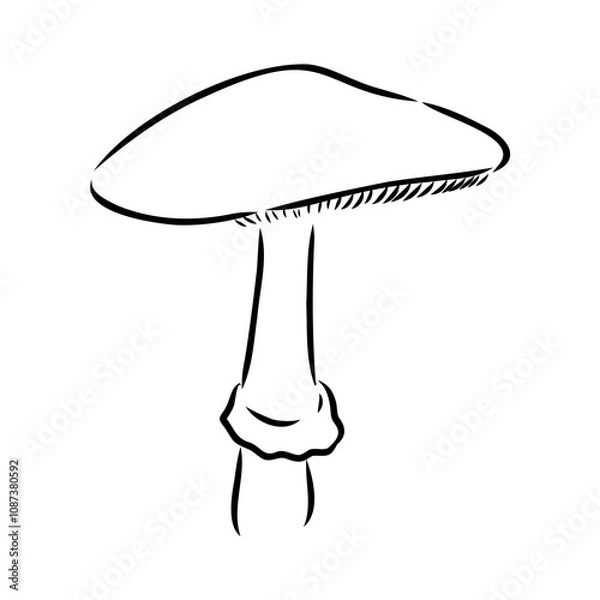 Fototapeta Toadstools, , vector illustrations. Sketch style, toadstool mushroom, vector