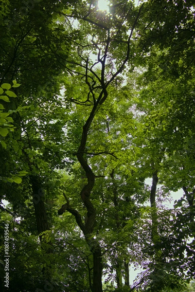 Obraz Zakręcone drzewo