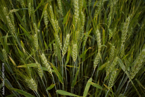 Obraz Pszenica młoda 