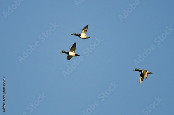 Fototapeta Three Ring-Necked Ducks Flying in a Blue Sky