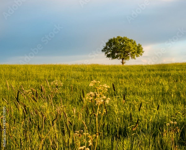 Fototapeta lonely tree