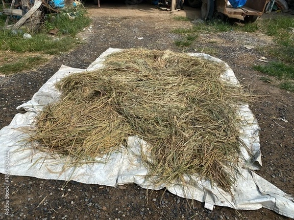 Obraz A pile of rice plants that are dried in the sun, the way of life of Asians, rice plants.