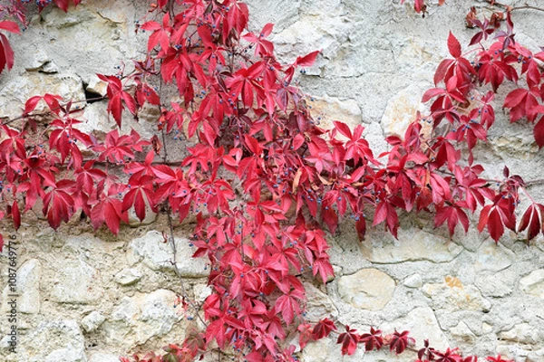 Obraz Red leaved vine on white wall